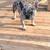 Frenchie AKC Registered 2 thumbnail
