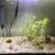 Aquarium Bladder Snails- Algae Cleaner- Beautiful Small 8 thumbnail