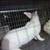 Industry accepted meat type rabbits. 7 thumbnail