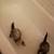 Ferrets 1 thumbnail