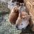 Backyard rabbits 14 thumbnail
