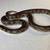 #1California Kingsnake Adult Female 2 thumbnail