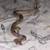 Rehoming baby boa 3 thumbnail