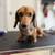 Dog Grooming 15 thumbnail