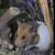 Syrian Hamster 6 thumbnail