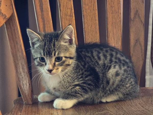 Kitten macho (Tacoma)594821484580720642