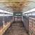 Livestock Trailer 4 thumbnail