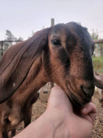Nubian nigerian goat - farm & garden - by owner - sale - craigslist