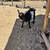 Nigerian dwarf goats 2 thumbnail
