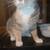 Female  cat 3 thumbnail