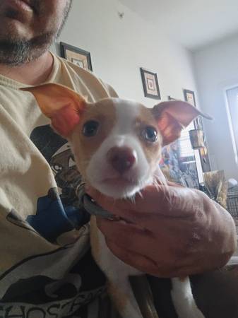 Dog 1