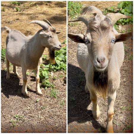 Nigerian dwarf bucks 1