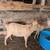 Cross Bred Billy Goats 3 thumbnail
