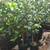 Assorted citrus trees available 1 thumbnail