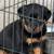 Rottweiler pups 2 thumbnail