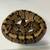 Orange Dream Ball Python 1 thumbnail