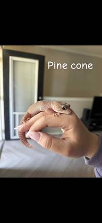 Leopard Gecko sale 1