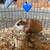 Guinea pigs 15 thumbnail