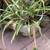 free spider plants 1 thumbnail