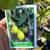 Orange trees 8 thumbnail