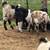 Boer Buckling’s Available NOW BEAUTIFUL COLORS 10 thumbnail