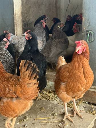 Rehoming Farm Animals - Chickens 1
