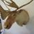 Taxidermy Caribou Mount 3 thumbnail
