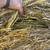Oat hay 2 thumbnail