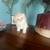 Adorable pure bred Persian kittens! 1 thumbnail