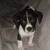Terrier mix 1 thumbnail