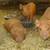 Kune Kune piglets 1 thumbnail