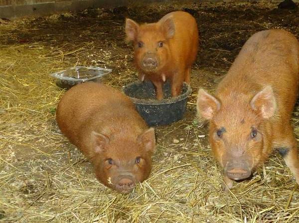 Kune Kune piglets 1