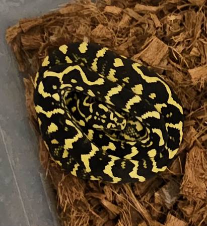 Jungle carpet python 1