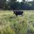 Wet bag cows 11 thumbnail