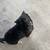 female dog needing a home 1 thumbnail