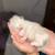 Himalayan/persian/tuxedo mix, kittens for sale 1 thumbnail