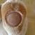 Disney Store Adult Nala The Lion King Large Plush STAMPED 17" 2 thumbnail