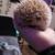 Hedgehog 5 thumbnail