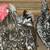 BABY CHICKS FOR SALE 10 thumbnail