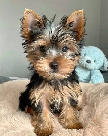 Cachorros yorkie lindos (479-395-4four29)63840149788289120