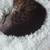 Female spayed tabby 4 thumbnail