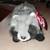 Vintage 2004 Beanie Baby - Snoops Raccoon 1 thumbnail