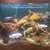 African Cichlids 5 thumbnail