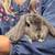Pedigreed Mini Lop Bunny Rabbits 8 thumbnail