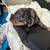 dachshund 3 thumbnail