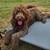 Standard poodle and labradoodle 2 thumbnail