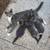 kitten 6 thumbnail