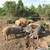 Herd of Mangalitsa Pigs 7 thumbnail