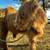 Scottish Highland Bull 2 thumbnail