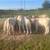 Heifers and bulls 7 thumbnail